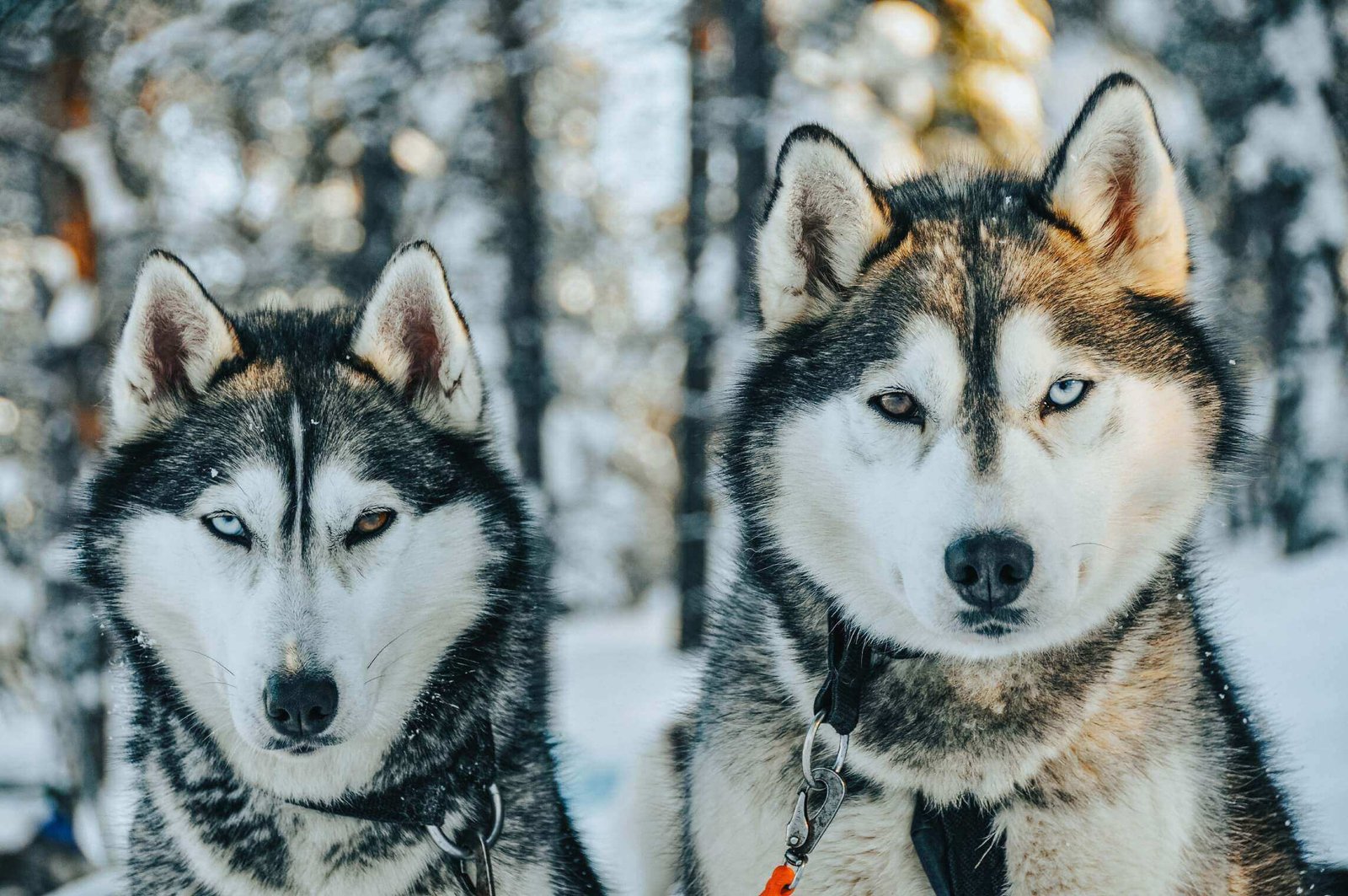 Husky-ride-Into-North-daytrip-Rovaniemi